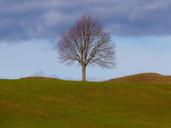 tree-individually-nature-meadow-4700.jpg