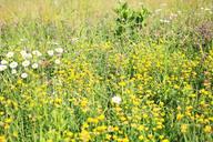 wildflowers-meadow-tall-grass-817182.jpg