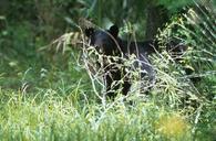 Black bear peering through branches.jpg