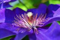 purple-flower-nature-purple-flower-1526452.jpg