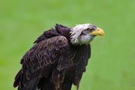 bald-eagle-eagle-bird-animal-1682591.jpg