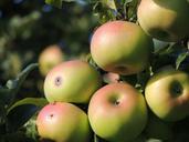 apple-apfelernte-apple-tree-orchard-437671.jpg