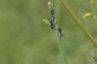 ant-lavender-nature-macro-insect-1042212.jpg