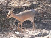 antelope-africa-animal-mammal-257746.jpg