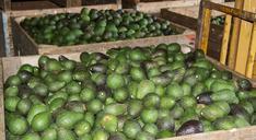 hass-avocado-avocados-fruit-food-1054729.jpg