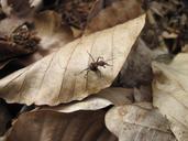 ant-leaves-tiny-forest-close-922052.jpg