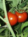 tomatoes-on-vine-tomatoes-garden-640075.jpg