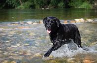 labrador-dog-black-dog-dog-bather-881457.jpg