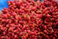 fresh-red-dates-fruit-food-ripe-1481071.jpg