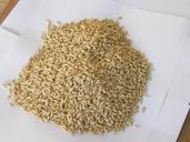 barley-seeds-health-grain-wheat-524679.jpg