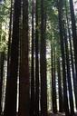 Rotorua_Redwoods.jpg