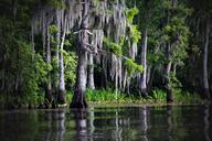 swamp-bayou-louisiana-moss-cypress-169168.jpg