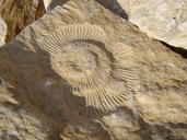 fossil-ammonite-rock-prehistory-682555.jpg