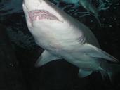 shark-saltwater-marine-life-353122.jpg