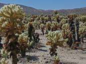 joshua-tree-national-park-california-55713.jpg