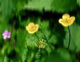 buttercup-plant-yellow-flower-786542.jpg