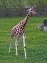 giraffe-go-step-grass-range-591282.jpg