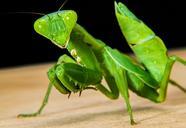 praying-mantis-fishing-locust-green-205165.jpg