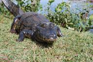 alligator-swamp-mato-grosso-brazil-831396.jpg