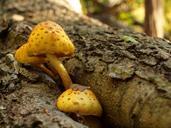 fungi-fungus-mushroom-tree-forest-314599.jpg