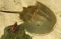 horseshoe-crab-sea-life-crustacean-347245.jpg