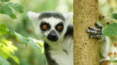 lemur-wildlife-nature-primate-wild-1252916.jpg