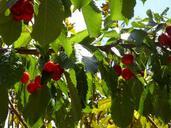 cherries-fruit-red-sweet-food-138871.jpg