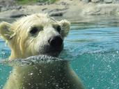 polar-bear-vicks-rotterdam-blijdorp-591646.jpg