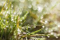 Water_droplets_on_grass.jpg