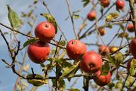 apples-fruit-autumn-healthy-food-1037464.jpg