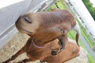 goat-farm-nature-504599.jpg