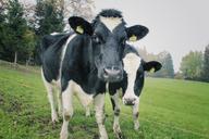 cows-two-cows-dairy-agriculture-1264544.jpg