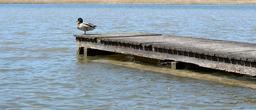 boardwalk-water-lake-duck-nature-737854.jpg