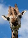 giraffe-head-wildlife-park-face-572320.jpg