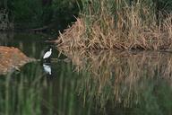 pond-water-reeds-bird-white-234499.jpg