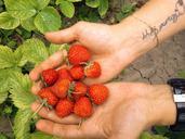 strawberry-nature-garden-village-969197.jpg