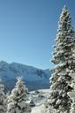 tatra-mountains-snow-frozen-forest-17301.jpg