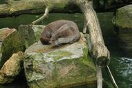 otter-fur-rock-water-1709708.jpg