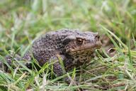 animals-toad-frog-215540.jpg