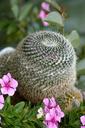 cactus-flowers-botanical-garden-1675005.jpg