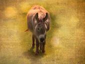 donkey-animal-mammal-workhorse-622151.jpg