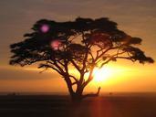 Acacia tree on a sunrise safari at the Serengeti National Park, Tanzania.jpg