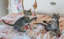 kittens-cats-foster-playing-cute-1534083.jpg