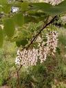 White acacia flowering.jpg