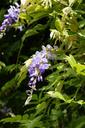 wisteria-blossom-bloom-bloom-1554815.jpg