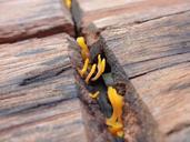 fungi-wood-fungus-nature-natural-573362.jpg