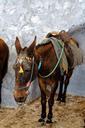 donkey-animal-santorini-greece-tow-1029739.jpg