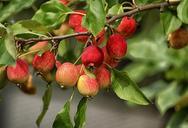 apples-fruit-heavenly-apples-403967.jpg