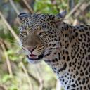 leopard-africa-botswana-wildier-226645.jpg