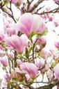 magnolia-magnolia-blossom-flowers-324216.jpg